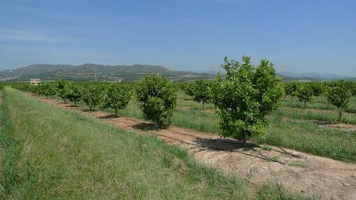 citricos ivia (2)|Cítricos cubierta veg FEGA (2)